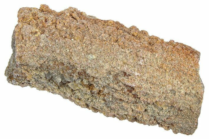 Devonian Petrified Wood (Callixylon) Section - Oldest True Wood #363290